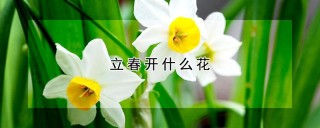 立春开什么花,第1图