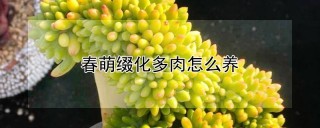 春萌缀化多肉怎么养,第1图