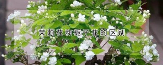 茉莉花和栀子花的区别,第1图