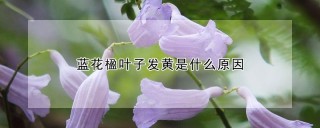 蓝花楹叶子发黄是什么原因,第1图