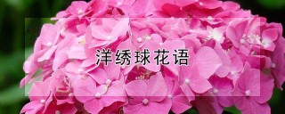 洋绣球花语,第1图