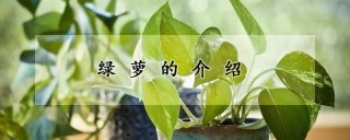 绿萝的介绍,第1图