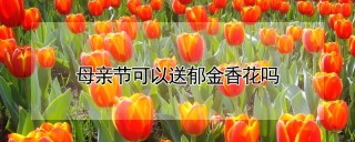 母亲节可以送郁金香花吗,第1图