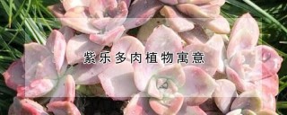 紫乐多肉植物寓意,第1图