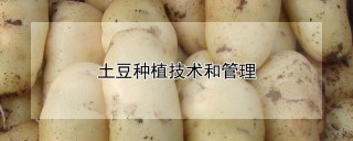 土豆种植技术和管理,第1图