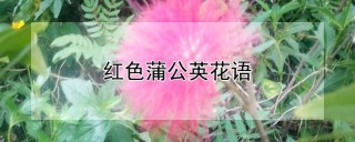 红色蒲公英花语,第1图