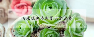 山地玫瑰多肉夏天怎么养,第1图