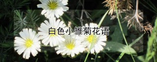 白色小雏菊花语,第1图