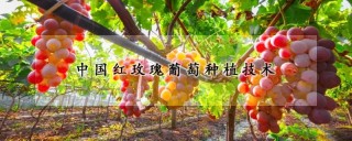 中国红玫瑰葡萄种植技术,第1图