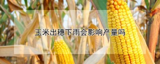 玉米出穗下雨会影响产量吗,第1图