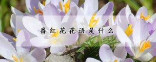 番红花花语是什么,第1图