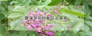 菖蒲开花的象征及寓意,第1图