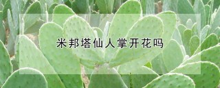 米邦塔仙人掌开花吗,第1图