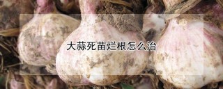 大蒜死苗烂根怎么治,第1图