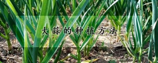 大蒜的种植方法,第1图