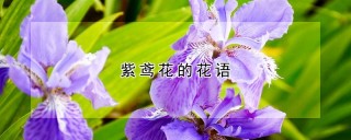 紫鸢花的花语,第1图