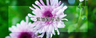 紫雏菊花语,第1图