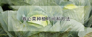 卷心菜种植时间和方法,第1图