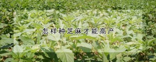 怎样种芝麻才能高产,第1图