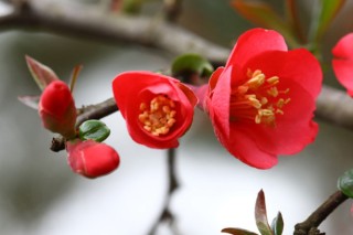 长寿冠海棠几月份开始长花芽,第2图