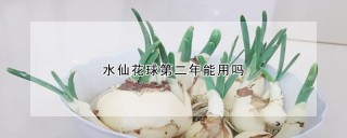 水仙花球第二年能用吗,第1图