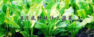 8月底种植什么蔬菜,第1图