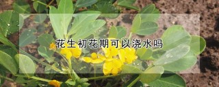 花生初花期可以浇水吗,第1图