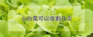 小白菜可以收割几次,第1图