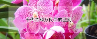 千代兰和万代兰的区别,第1图