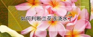 如何判断兰花该浇水了,第1图