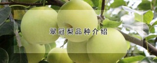 翠冠梨品种介绍,第1图