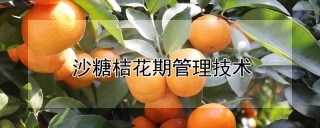 沙糖桔花期管理技术,第1图