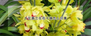 大花蕙兰花苞干瘪怎么回事,第1图