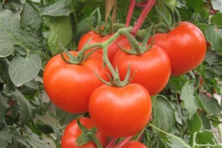 种的西红柿为什么会烂,第3图