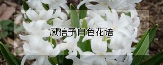 风信子白色花语,第1图