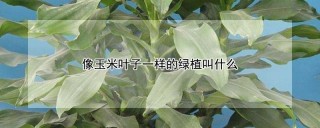 像玉米叶子一样的绿植叫什么,第1图