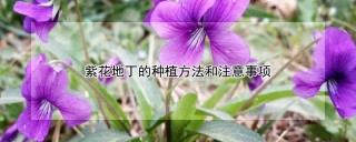 紫花地丁的种植方法和注意事项,第1图