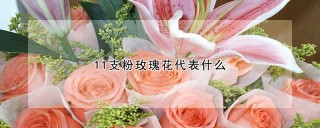 11支粉玫瑰花代表什么,第1图