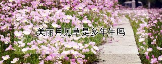 美丽月见草是多年生吗,第1图