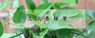 怎么养绿萝,第1图