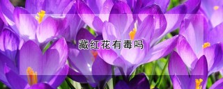 藏红花有毒吗,第1图