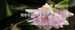 瑞香花可以在室内养吗,第1图