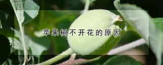 苹果树不开花的原因,第1图