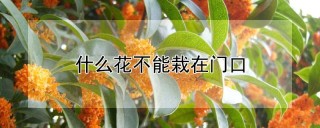 什么花不能栽在门口,第1图