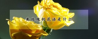 黄玫瑰的花语是什么,第1图
