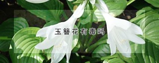 玉簪花有毒吗,第1图