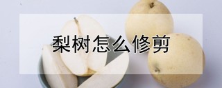 梨树怎么修剪,第1图