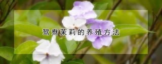 鸳鸯茉莉的养殖方法,第1图