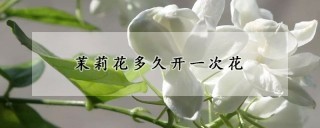 茉莉花多久开一次花,第1图