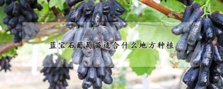 蓝宝石葡萄苗适合什么地方种植,第1图